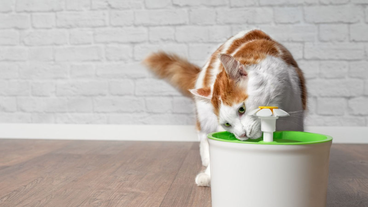Comment nettoyer une fontaine à eau pour chat