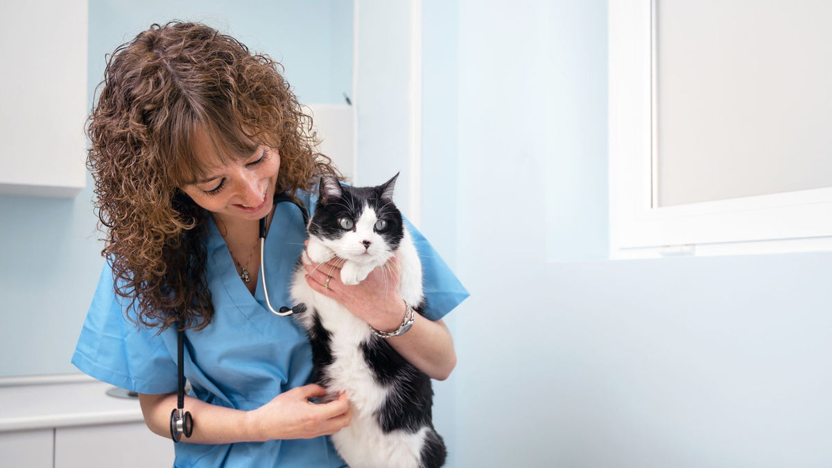 Quelle litière les vétérinaires recommandent-ils pour votre chat ?