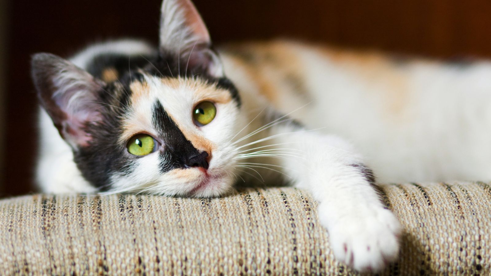 Comment avoir une maison qui sent bon avec des chats