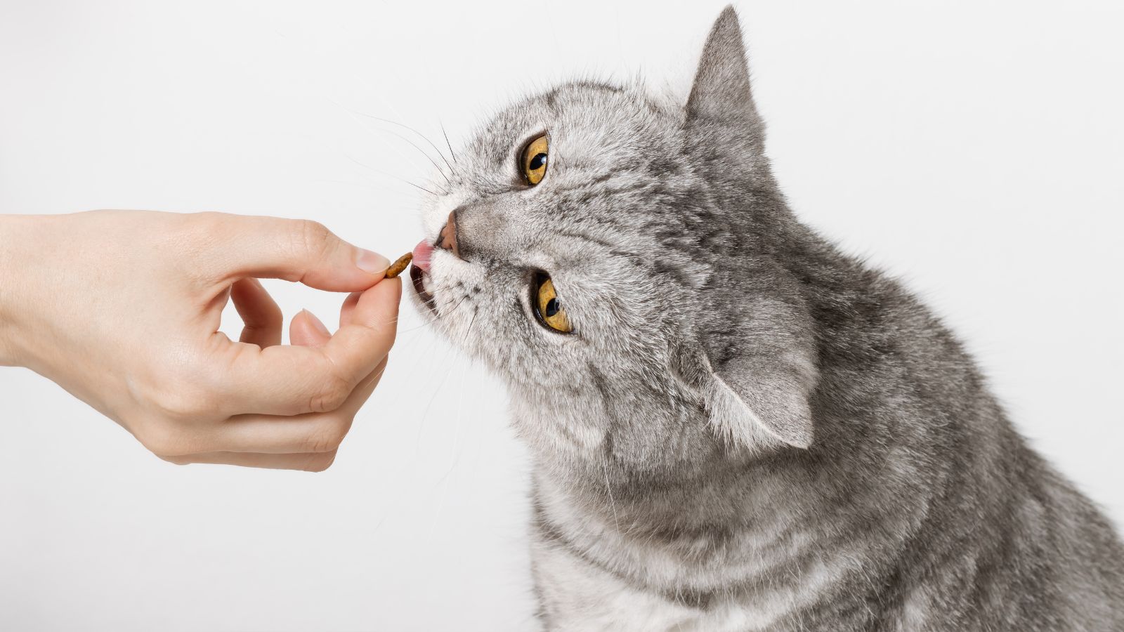 Alimentation du chat