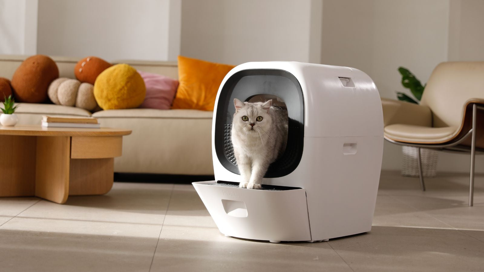 Pourquoi mon chat fait caca en dehors de sa litière ? Causes, diagnostic et solutions