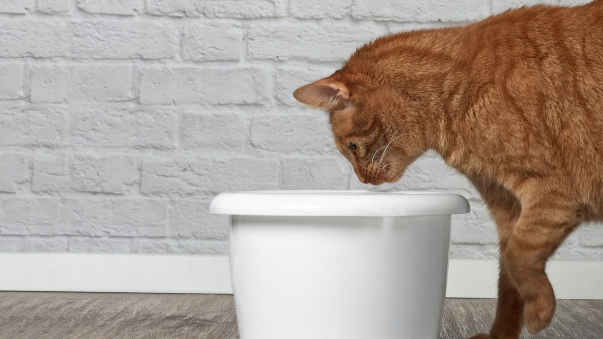 Comment habituer son chat à la fontaine à eau