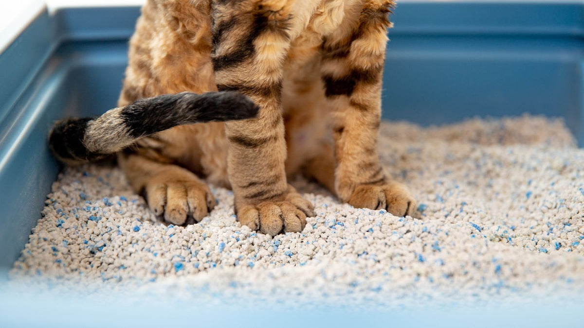 Quelle est la litière la plus saine pour votre chat 