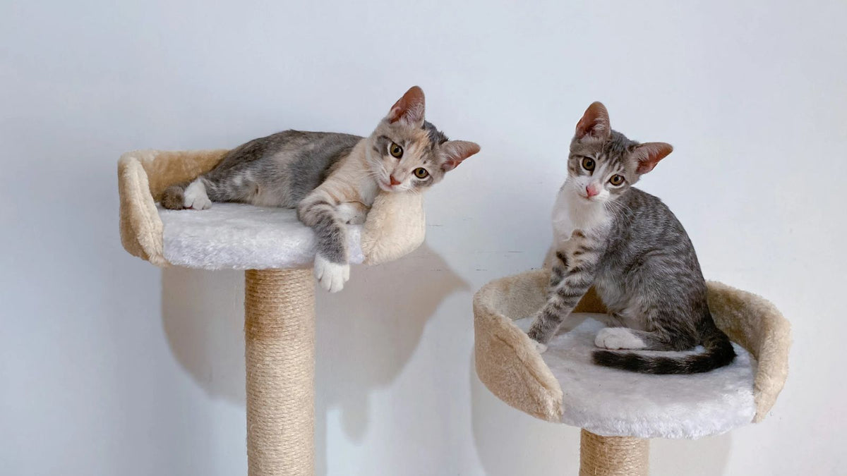 Meilleur arbre à chat 2027 : Comparatif et guide complet