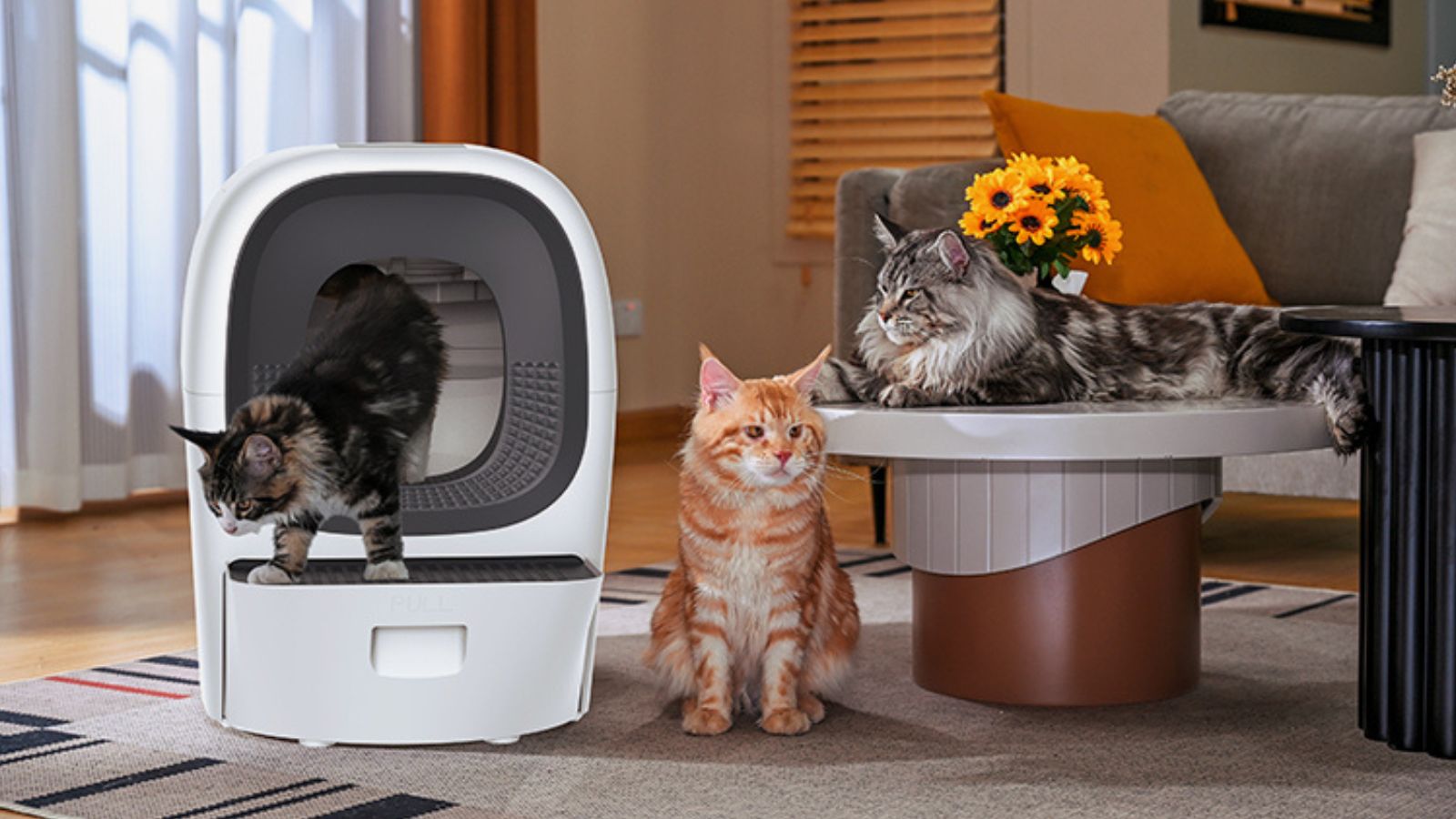 Pourquoi mon chat fait pipi en dehors de sa litière ?