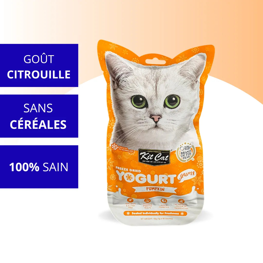 Kit Cat YogurtYums - Citrouille