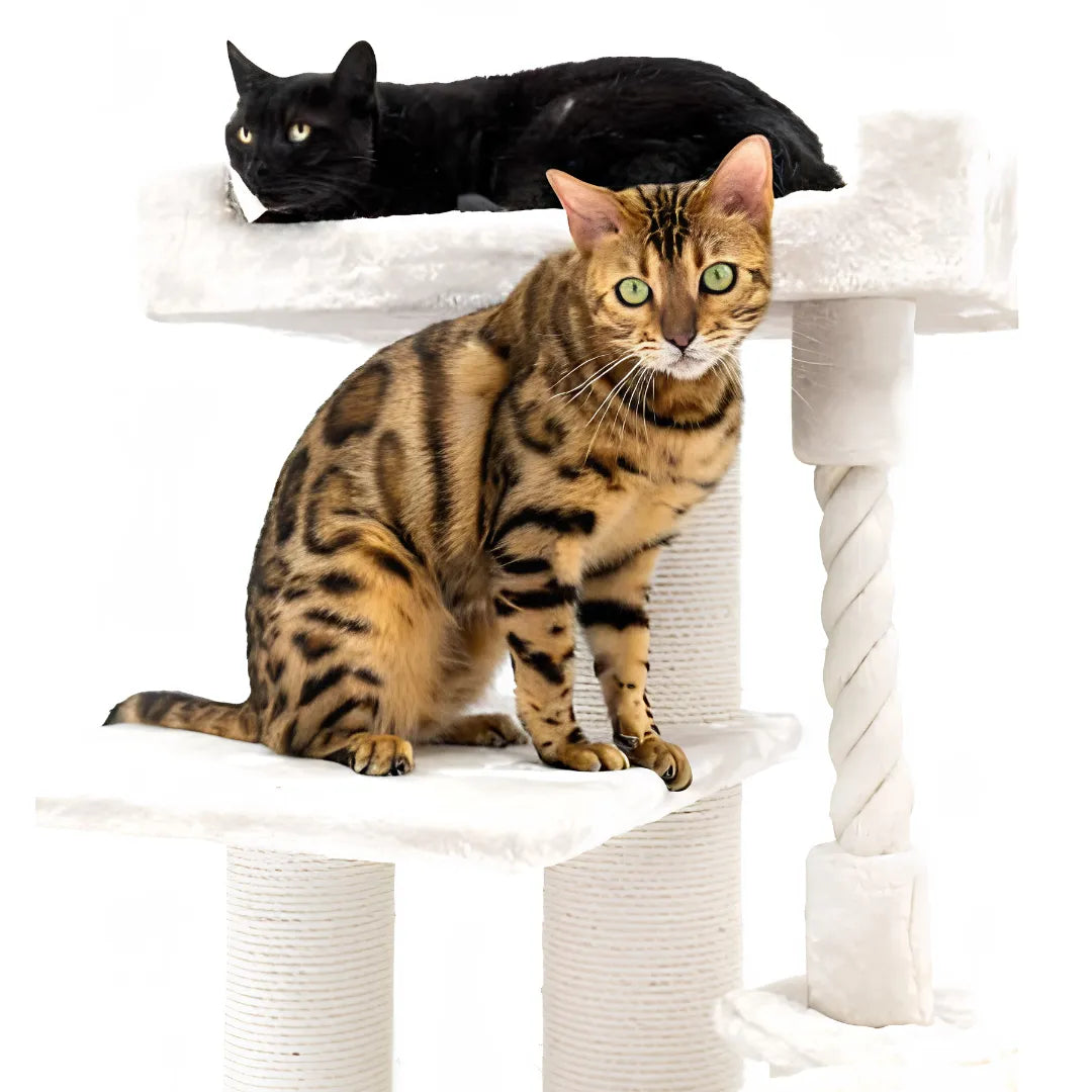 Arbre à chat Parklane 175 - Crème