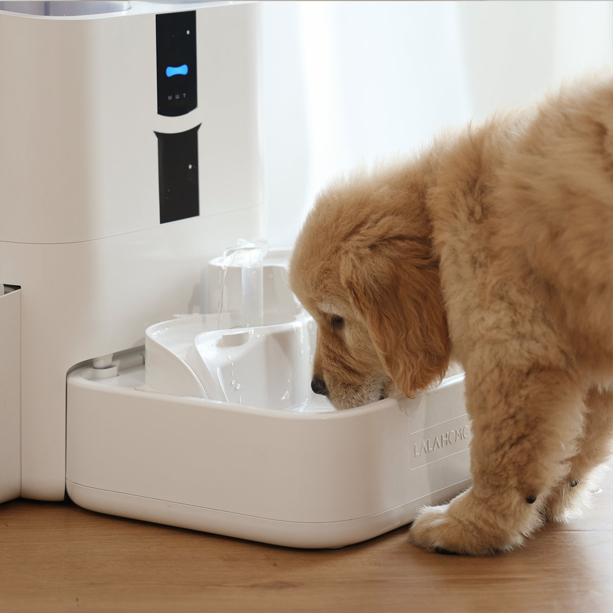 meilleur fontaine à eau pour chien
